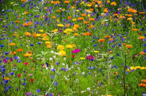Помощь при аллергии: календарь цветения и рекомендации